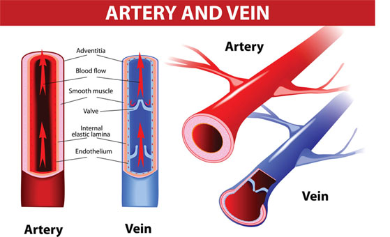 About Your Veins