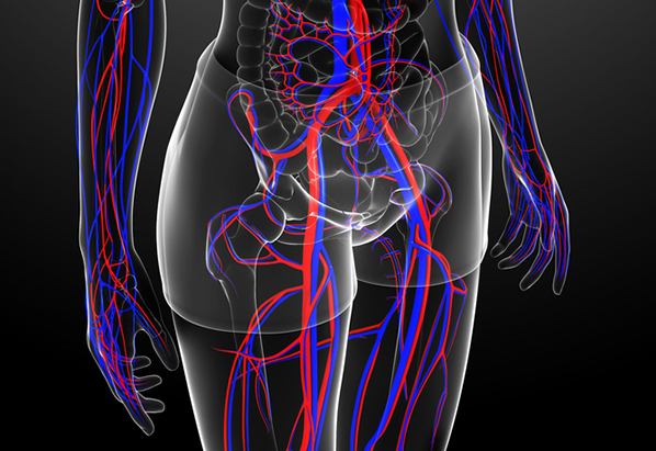 Complex network of pelvic veins